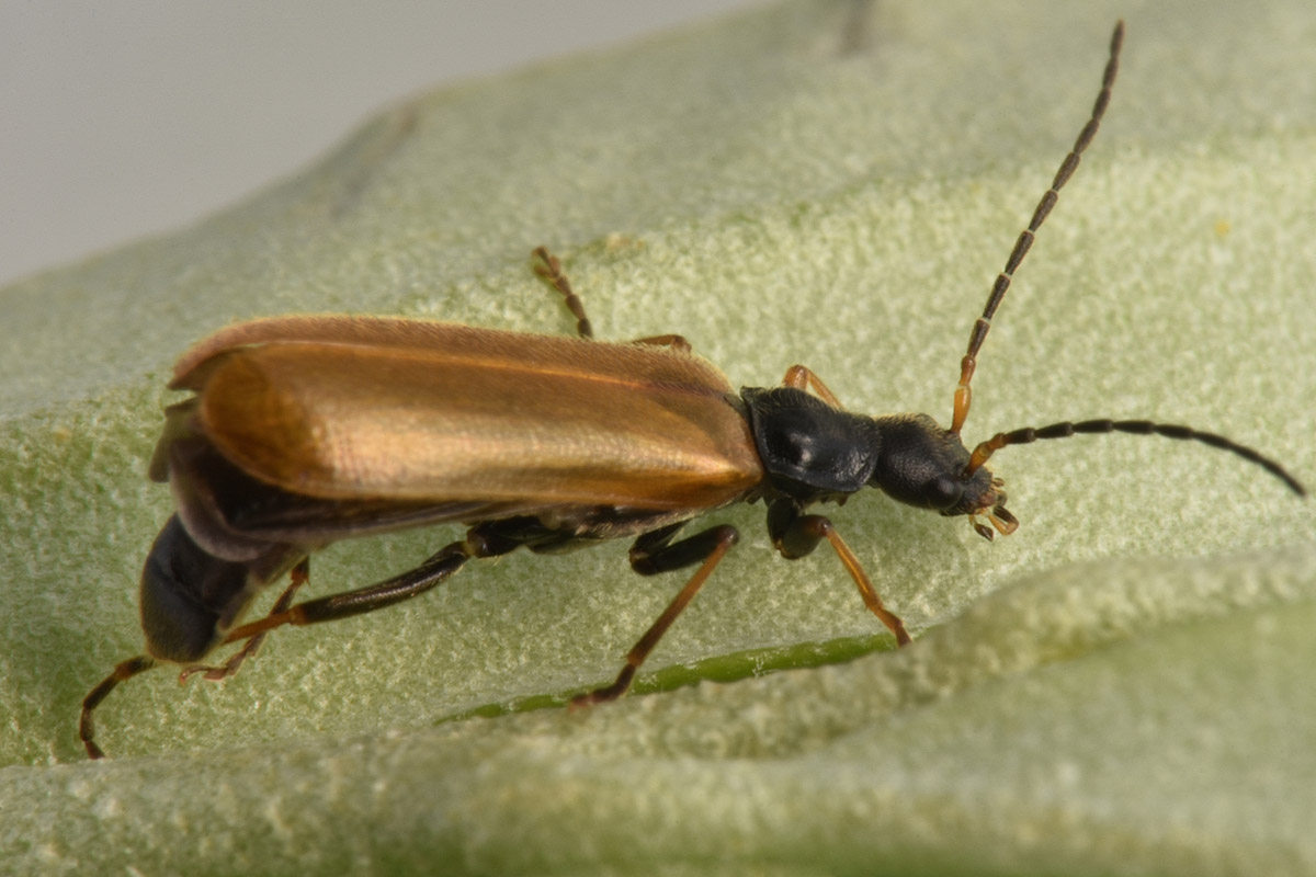 Cantharidae: Rhagonycha fuscitibia